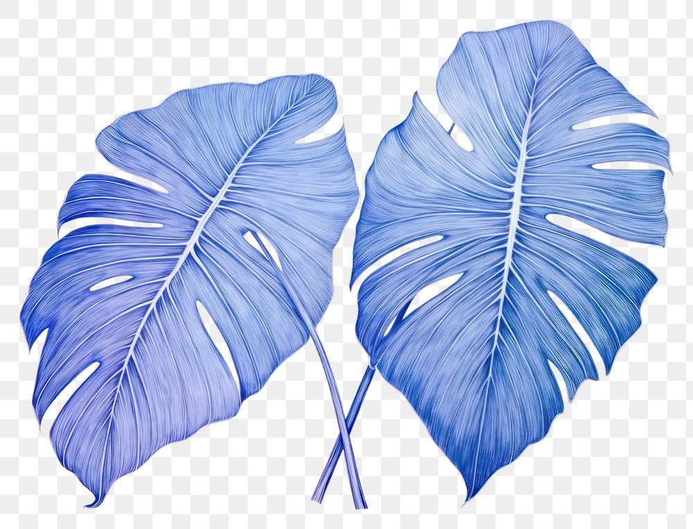 PNG Realistic ballpoint pen drawing vintage tropical leaves plant leaf blue.