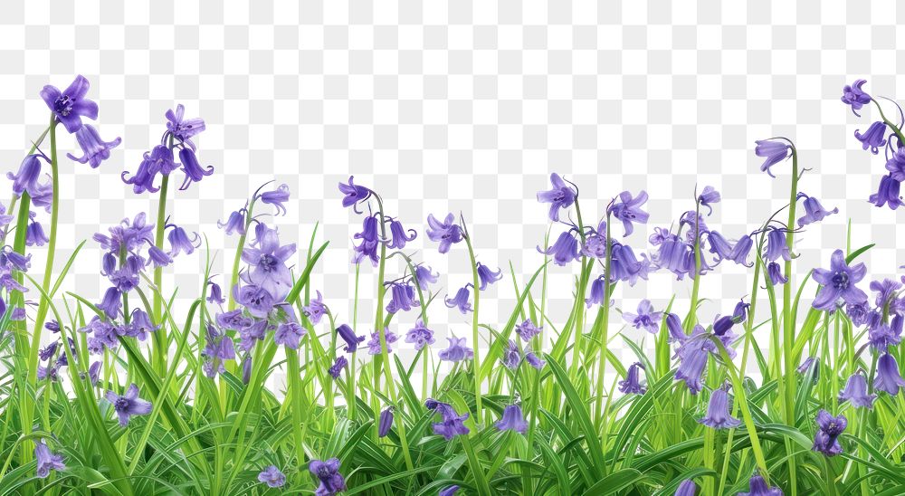 PNG Bluebells growing in a woodland field backgrounds outdoors blossom.