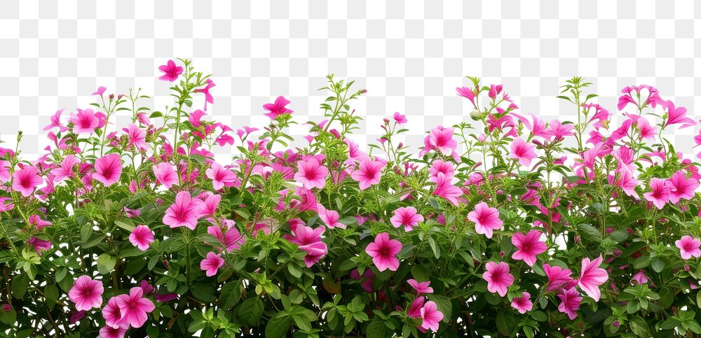 PNG  Flower bushes backgrounds outdoors blossom