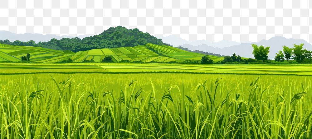 PNG  Hilly rice paddy agriculture landscape grassland.