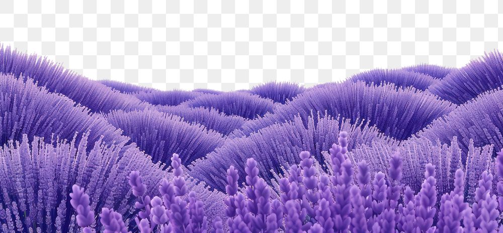 PNG  Lavender fields backgrounds outdoors nature.