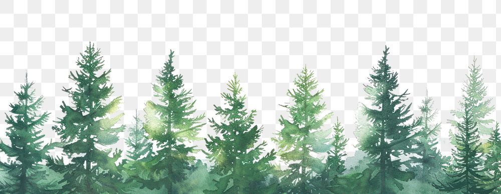 PNG  Pine trees backgrounds outdoors nature.