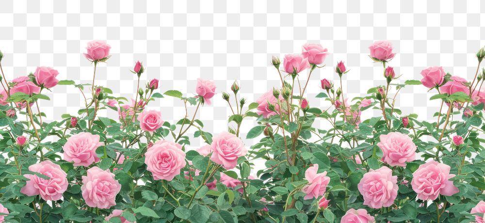 PNG  Rose bushes outdoors blossom flower