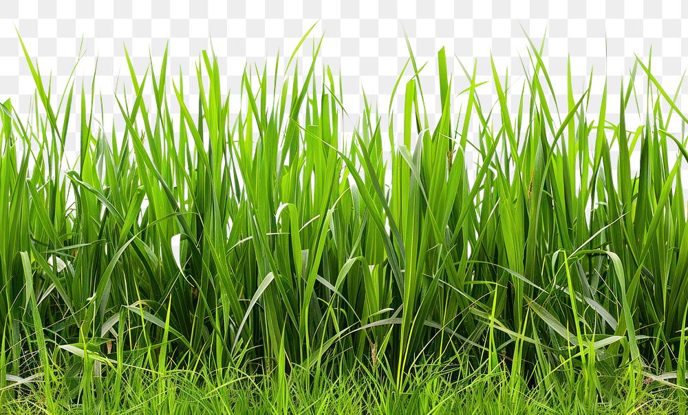 PNG Fresh green tall grass backgrounds outdoors nature.