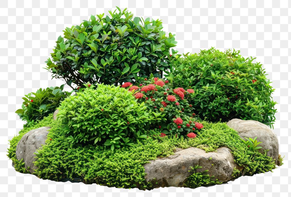 PNG Small garden outdoors bonsai nature
