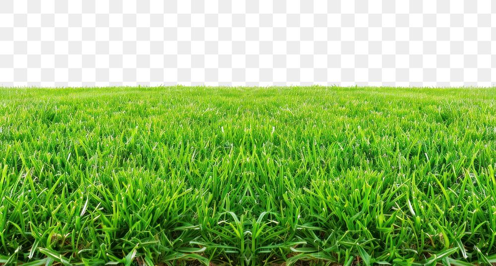 PNG Fresh green grass backgrounds outdoors nature.