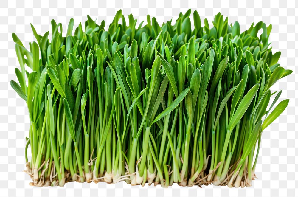 PNG Fresh green grass plant food white background.