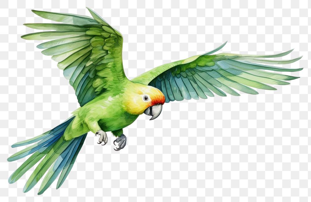 PNG A parrot animal bird wildlife