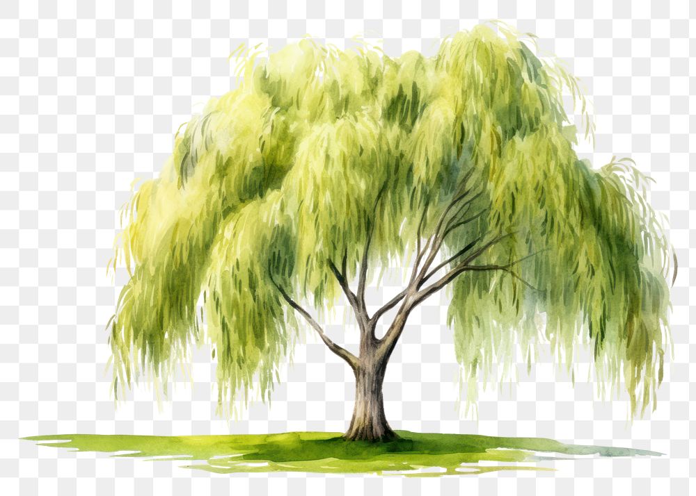 PNG Background willow tree plant tranquility outdoors.