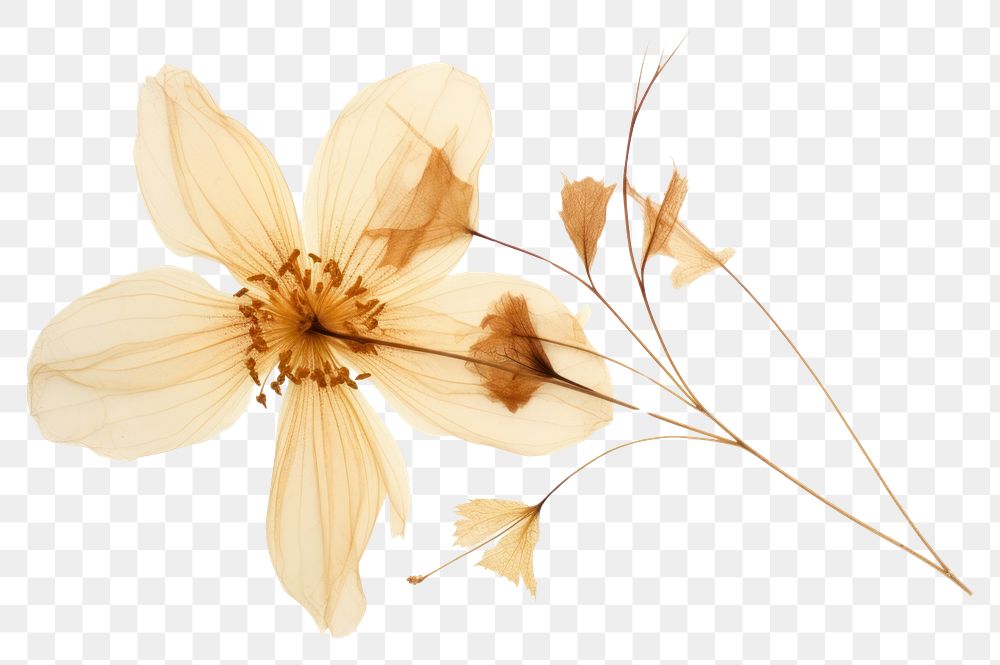 PNG Real Pressed a vintage flower petal plant white