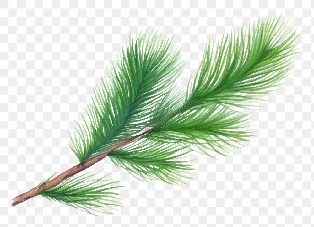 PNG Pine pine plant tree.