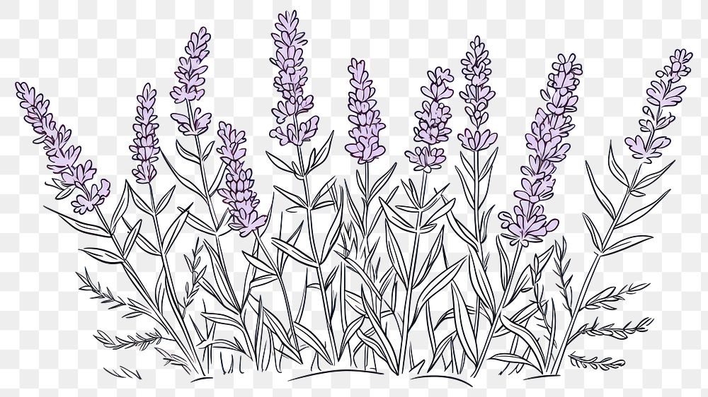 PNG Lavender sketch drawing flower.