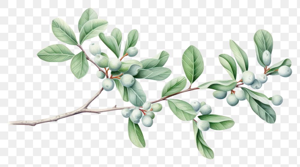 PNG Mistletoe plant leaf freshness.