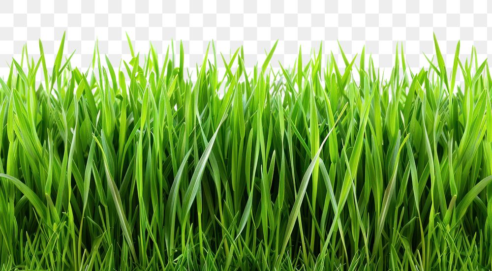 PNG Green grass backgrounds plant lawn.