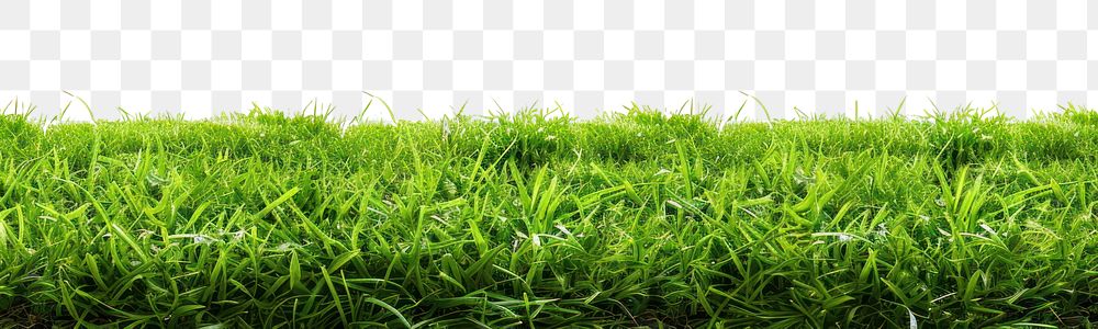 PNG Green grass backgrounds outdoors plant.