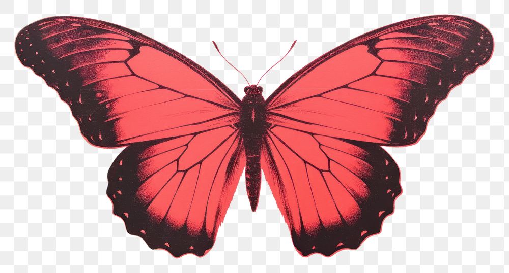 PNG Butterfly animal insect red