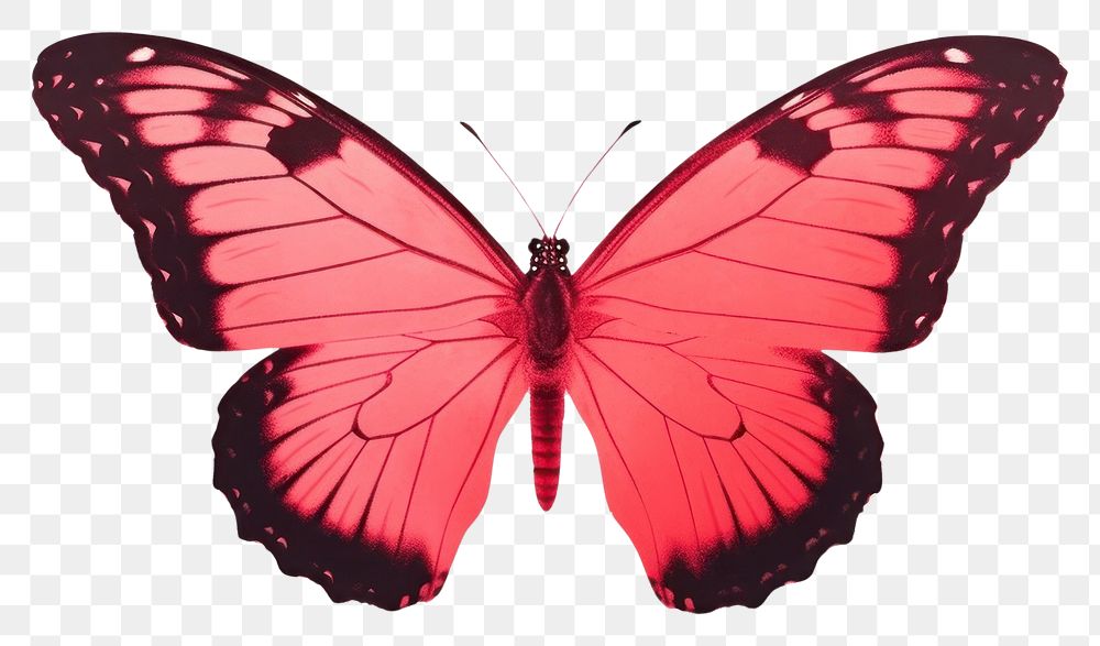 PNG Butterfly animal insect red.