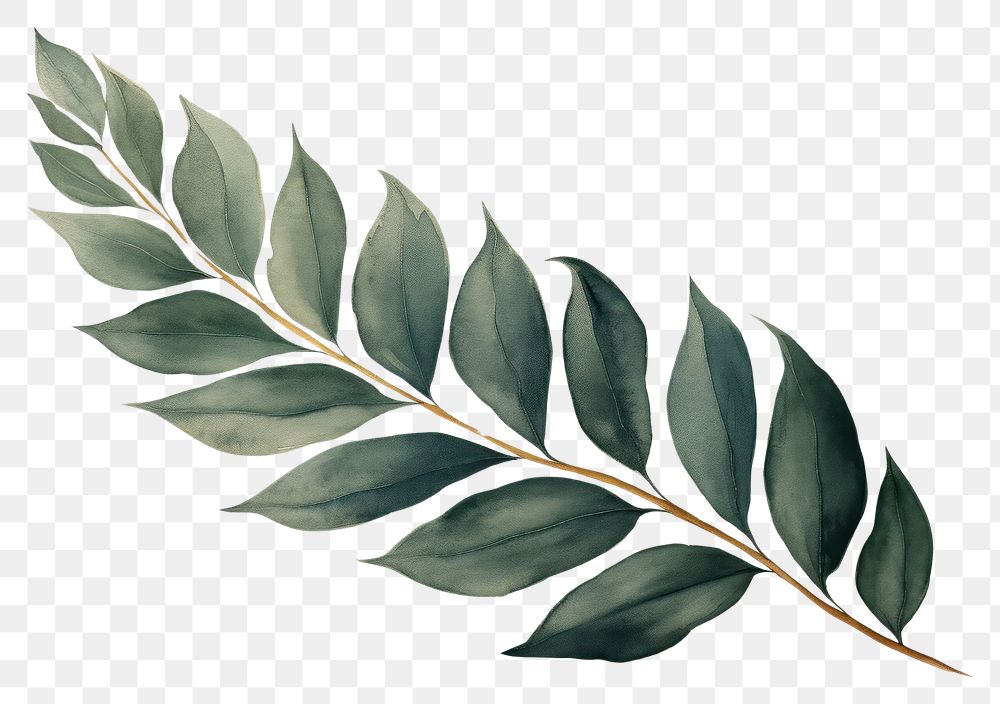 PNG Cedar leaf watercolor background plant green pattern.