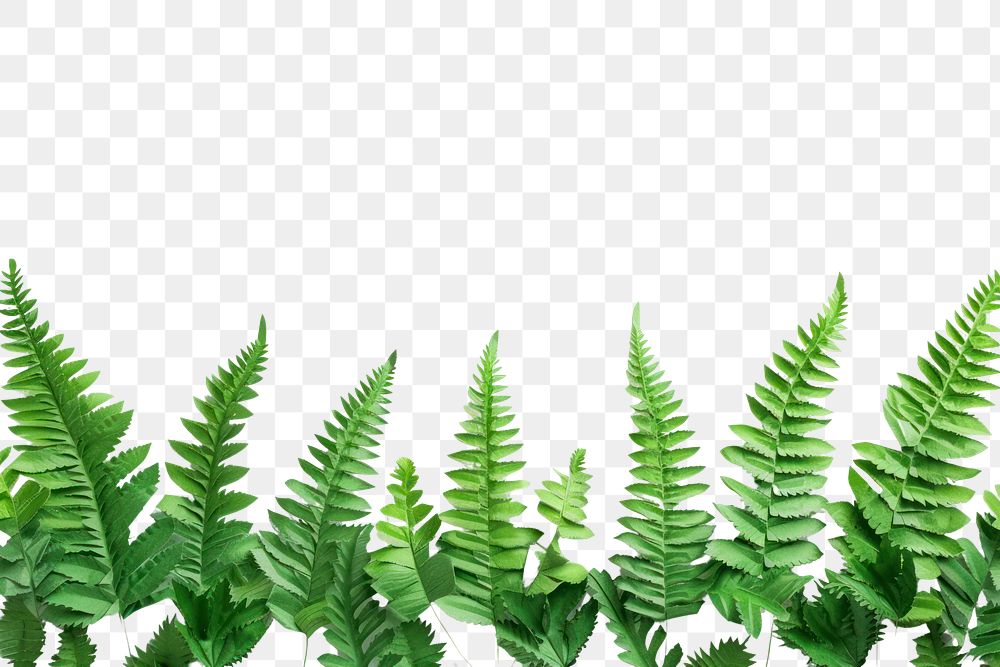 PNG Plant leaf fern tranquility.