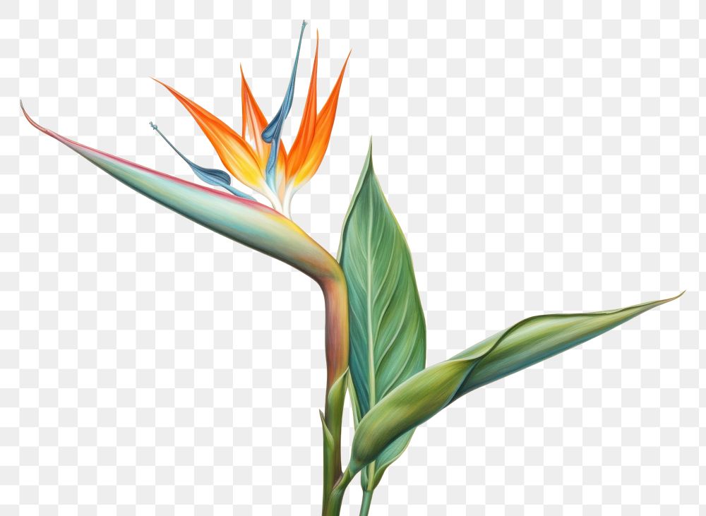 PNG Bird of paradise flower plant leaf inflorescence.
