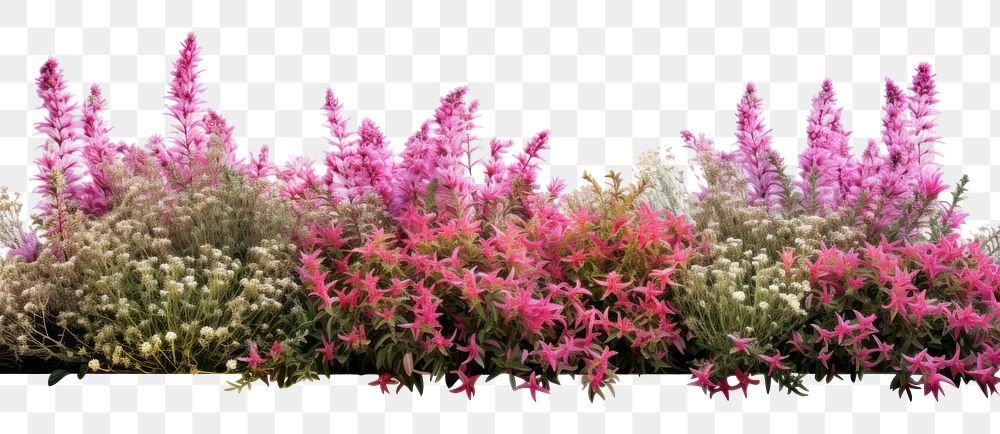 PNG Flower bushes nature border outdoors blossom plant.