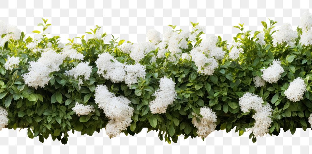 PNG Flower bushes nature border outdoors plant white