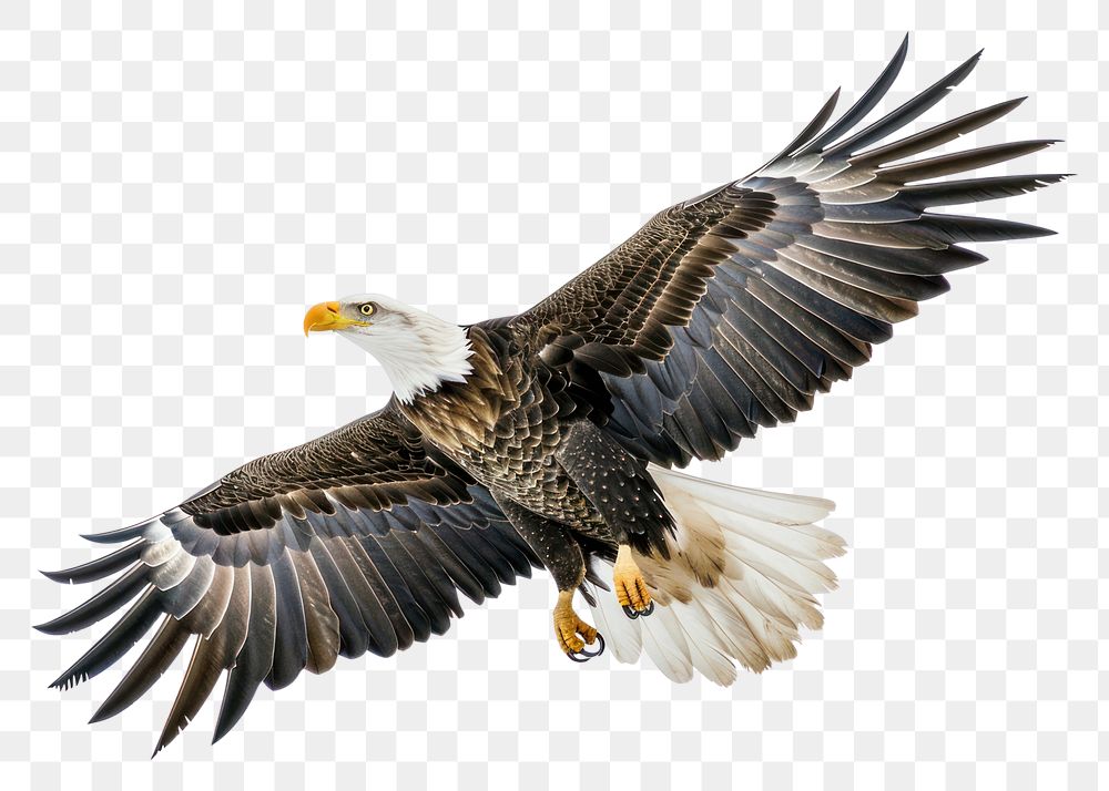 PNG Eagle flying animal bird beak.