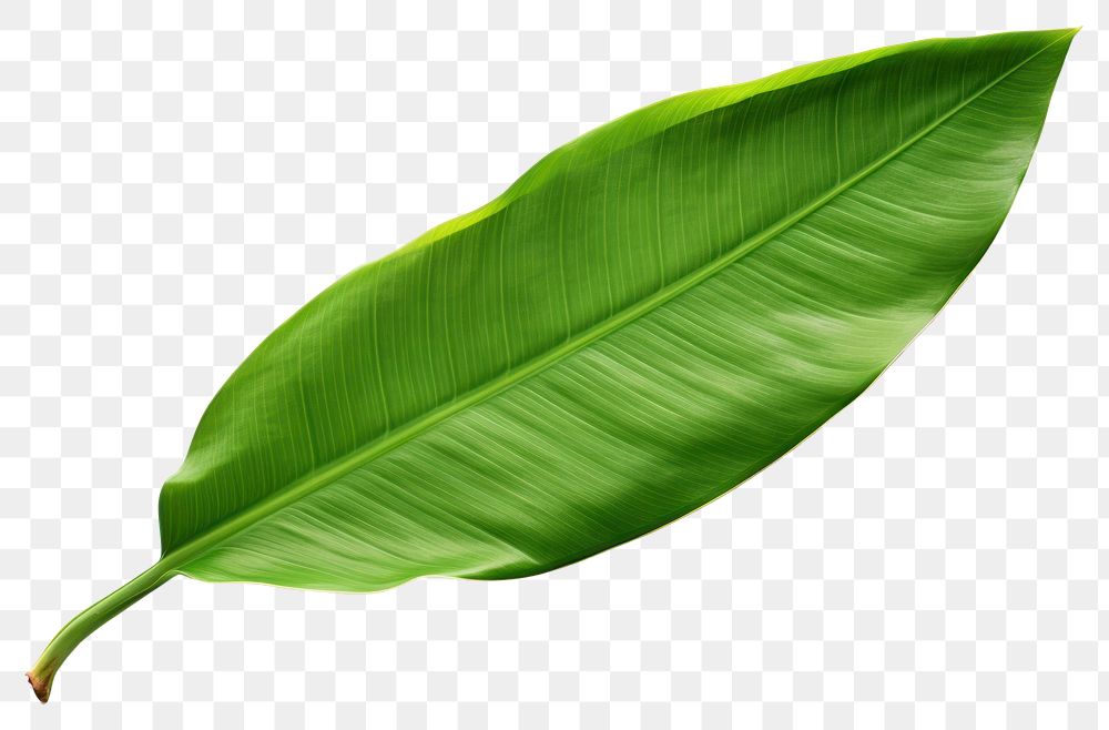 PNG Plant freshness nature green.