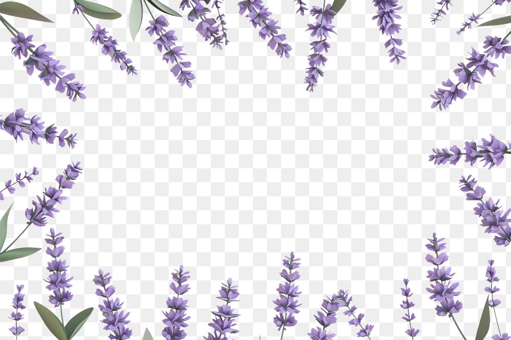 PNG Lavender flowers frame backgrounds lilac plant.