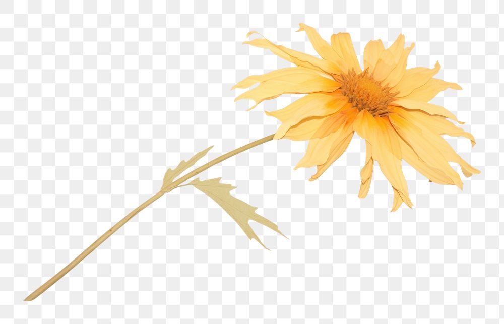 PNG Dried flower asteraceae sunflower blossom.
