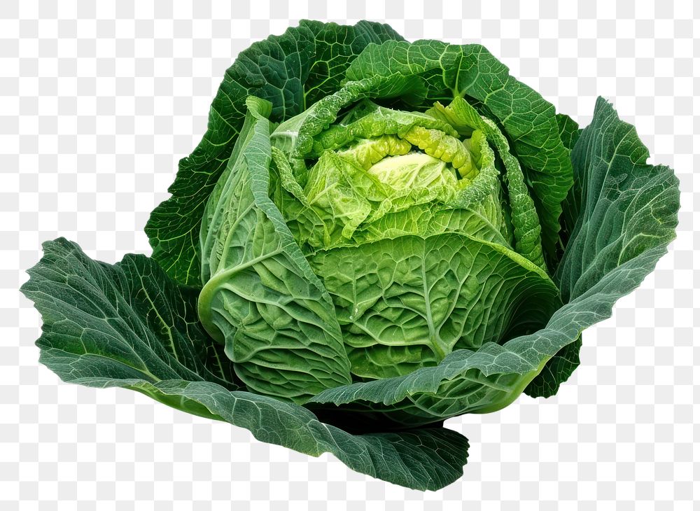 PNG Cabbages cabbage vegetable produce.