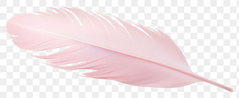 PNG Pastel pink feather white background lightweight accessories.
