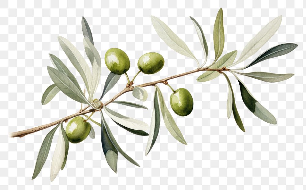 PNG Olive branch plant leaf tree.