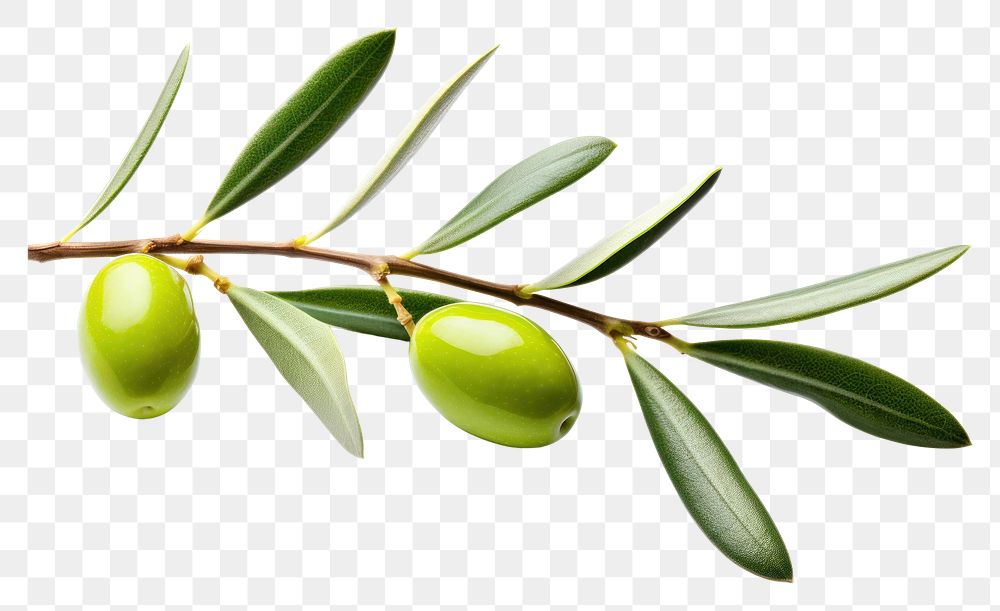 PNG Olive branch plant leaf food.