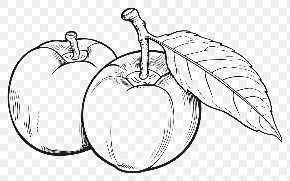 PNG  Persimmon illustrated produce drawing.