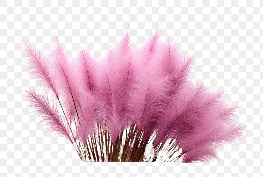 PNG Fountain grass accessories accessory fireworks.