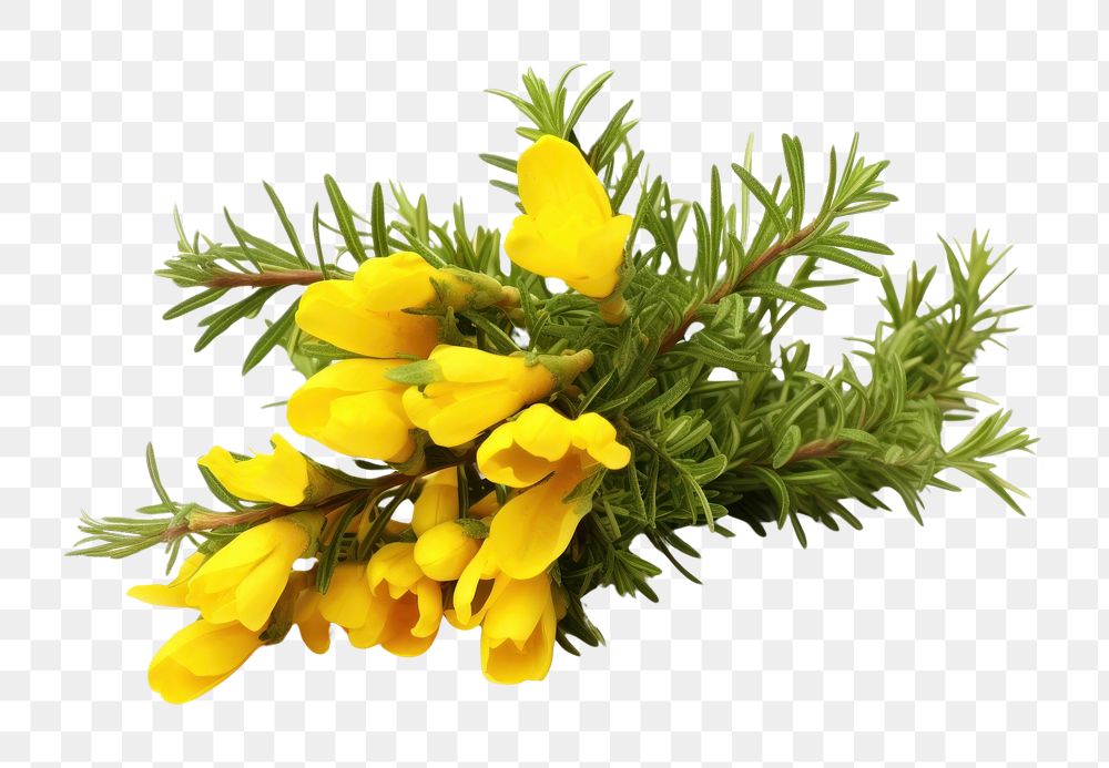 PNG Gorse astragalus blossom flower.