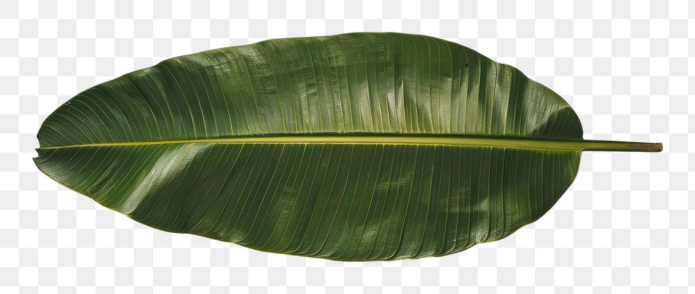 PNG Photo of a banana leaf blossom flower plant.