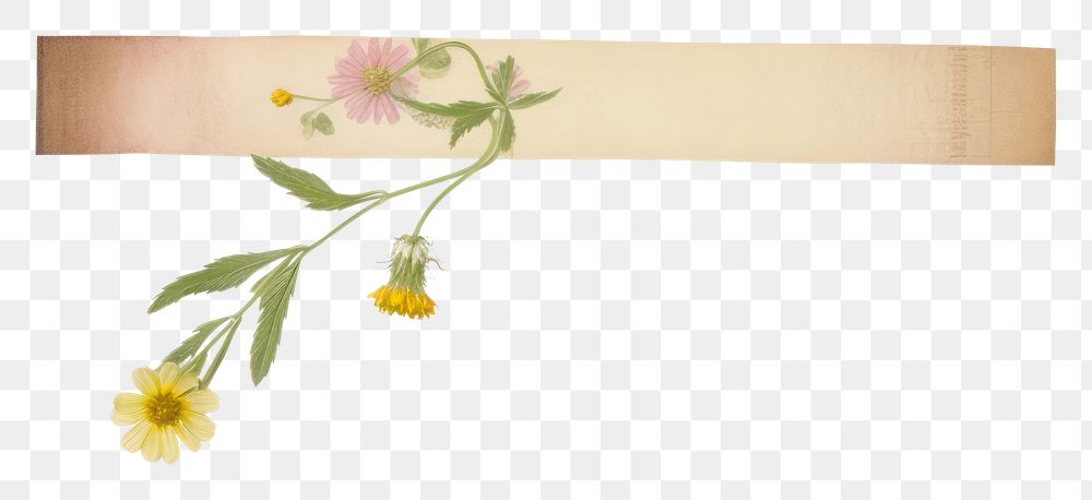 PNG Adhesive tape flower plant white background.