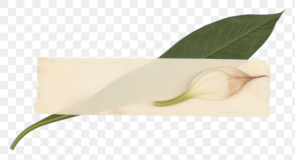 PNG Peace lily ephemera plant white leaf.