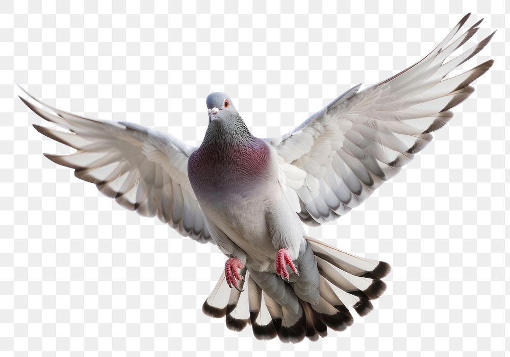 PNG Photo of flyingpigeon animal bird white background.