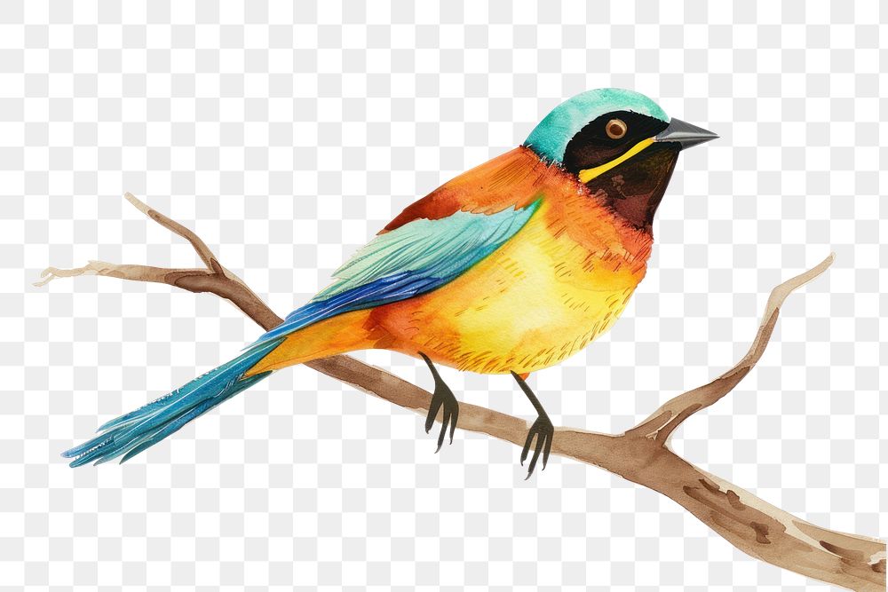 PNG Colorfull Bird bird animal branch.