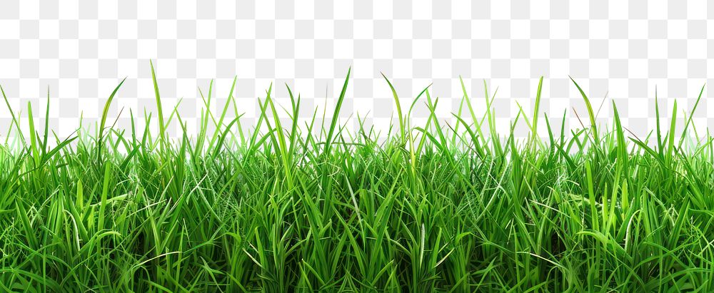 PNG Grass green backgrounds plant