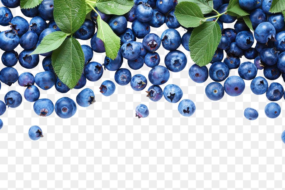 PNG Blueberry blueberry backgrounds fruit.