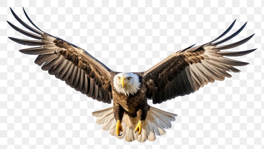 PNG Flying bird animal eagle.