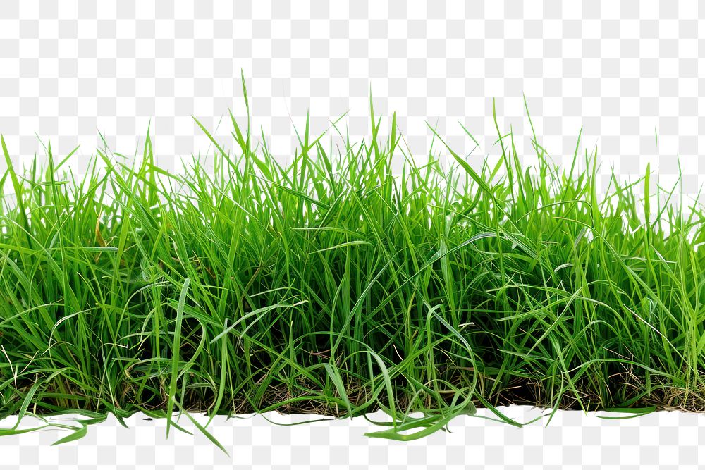 PNG Green grass plant lawn white background