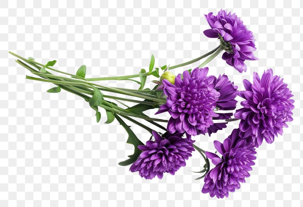 PNG Bouquet purple flower plant herbs white background