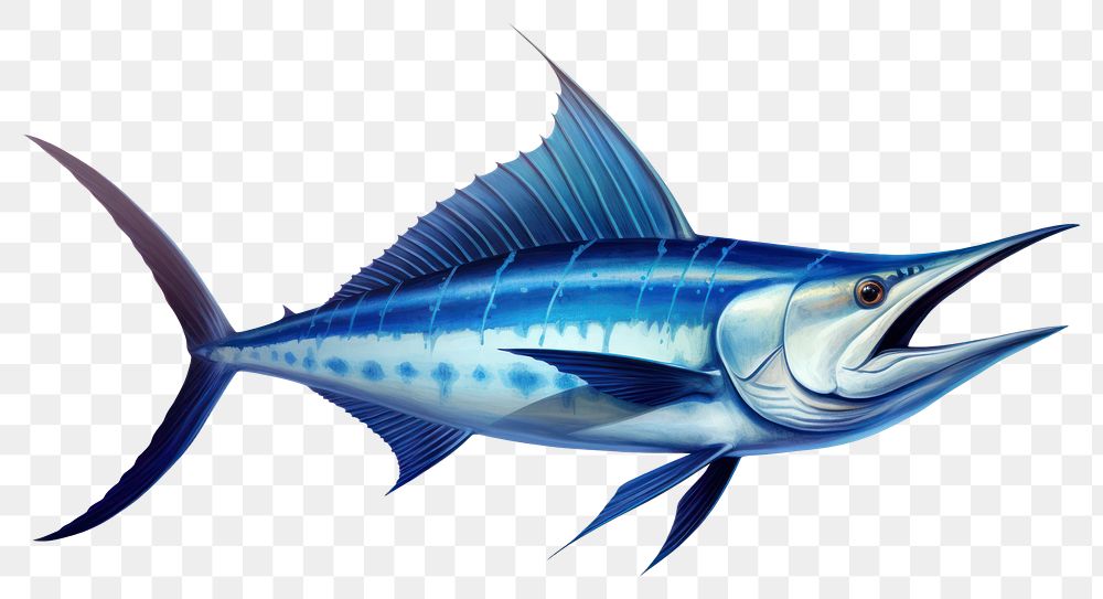 PNG Blue Marlin fish swordfish animal shark.