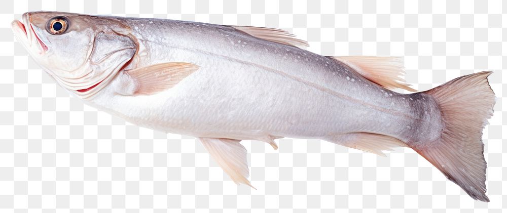 PNG Haddock fish seafood herring animal.