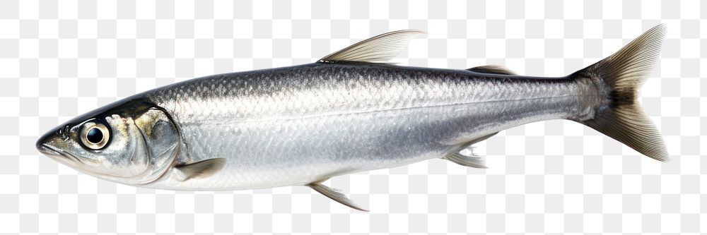 PNG Herring fish seafood sardine animal.